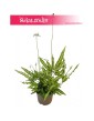 Pteris Cretica, Paproć Pteris Cretica, Orliczka, Paprotka Orliczka Kreteńska 4