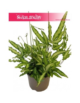 Pteris Cretica, Paproć Pteris Cretica, Orliczka, Paprotka Orliczka Kreteńska 5
