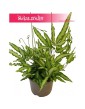 Pteris Cretica, Paproć Pteris Cretica, Orliczka, Paprotka Orliczka Kreteńska 5