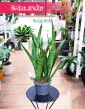 Kup nie wymagającą Sansevieria Zeylanica Narrow z dostawą do domu, Sansewieria Zeylanica Narrow