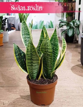Duża Sansevieria Futura Superba roślina do biura do firmy, Wielka Sansewieria Gwinejska Futura Superba