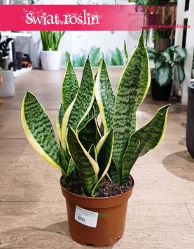 Duża Sansevieria Futura Superba odporna roslina z wysyłką do domu, Wielka Sansewieria Gwinejska Futura Superba