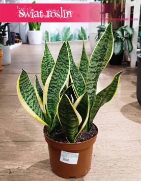 Duża Sansevieria Futura Superba kup w Krakowie z dostawą, Wielka Sansewieria Gwinejska Futura Superba