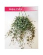Pilea Glaucophylla, Pilea Glauca 1