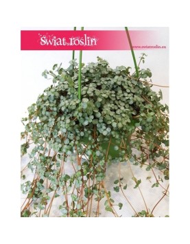 Pilea Glaucophylla, Pilea Glauca 2