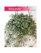 Pilea Glaucophylla, Pilea Glauca 2