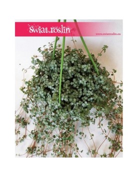 Pilea Glaucophylla, Pilea Glauca 3