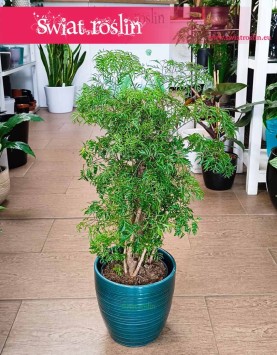 Polyscias Ming, Aralia Ming, sklep z roślinami online, rośliny online
