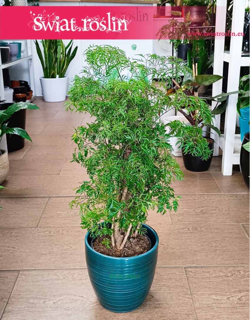 Polyscias Ming, Aralia Ming, sklep z roślinami online, rośliny online