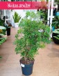 Polyscias Ming, Aralia Ming, sklep z roślinami, wysyłka roślin