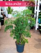 Polyscias Ming, Aralia Ming, rośliny doniczkowe Kraków, sklep z roślinami w Krakowie