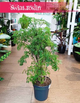 Polyscias Ming, Aralia Ming, kwiaty doniczkowe, wysyłka roślin