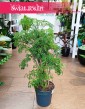 Polyscias Ming, Aralia Ming, kwiaty doniczkowe, wysyłka roślin