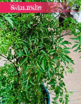 Polyscias Ming, Aralia Ming popularna roślina do domu do mieszkania do sklepu z wysyłką ze sklepu online