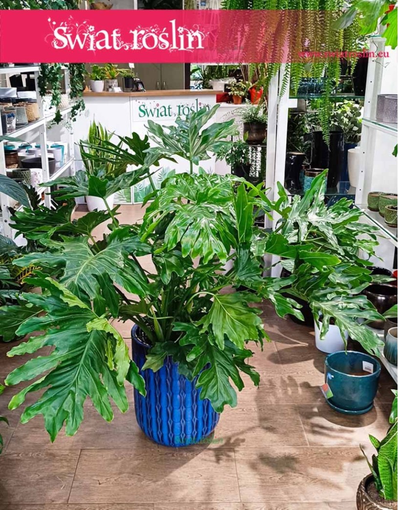 Duży Filodendron Selloum , Wielki Philodendron Selloum, Duży Filodendron Podwójniepierzasty, Wielki Philodendron Bipinnatifidum,