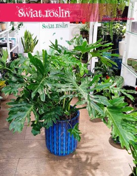 Duży Filodendron Selloum kup internetowo online z wysyłką , Wielki Philodendron Selloum