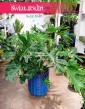 Duży Filodendron Selloum kup internetowo online z wysyłką , Wielki Philodendron Selloum