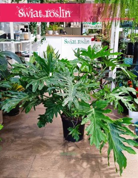 Duży Filodendron Selloum , Wielki Philodendron Selloum do kupienia w Krakowie w sklepie z wysyłką