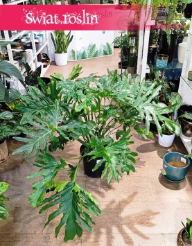 Duży Filodendron Podwójniepierzasty, Wielki Philodendron Bipinnatifidum, Duże Thaumatophyllum Bipinnatifidum.