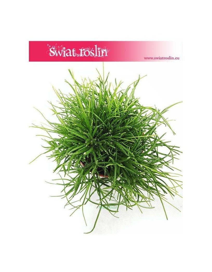 Rypsalis Cassutha kaskada, Rhipsalis Cassutha cascade, Patyczak 1