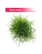 Rypsalis Cassutha kaskada, Rhipsalis Cassutha cascade, Patyczak 1
