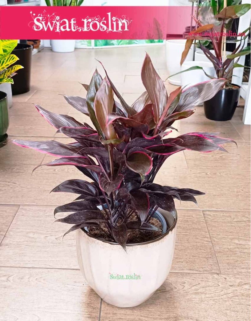 Kordylina Mambo, Cordyline Fruticosa Mambo