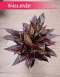 Kordylina Mambo, Cordyline Fruticosa Mambo modna roślina do biura do mieszkania do firmy do domu