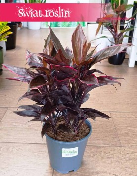 Kordylina Mambo do kupienia z wysyłką w sklepie w Krakowie, Cordyline Fruticosa Mambo.