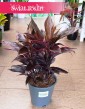 Kordylina Mambo do kupienia z wysyłką w sklepie w Krakowie, Cordyline Fruticosa Mambo.