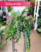 Epiphyllum Anthonyanus, Epifyllum Anthonyanus kup z dostawą do domu online, Selenicereus Anthonyanus, Kaktus Zygzak