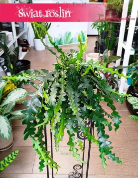 Epiphyllum Anthonyanus, Epifyllum Anthonyanus kup w sklepie internetowym online, Selenicereus Anthonyanus, Kaktus Zygzak