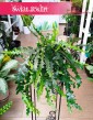 Epiphyllum Anthonyanus, Epifyllum Anthonyanus kup w sklepie internetowym online, Selenicereus Anthonyanus, Kaktus Zygzak