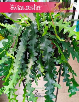 Epiphyllum Anthonyanus kup w sklepie z rolsinami w Krakowie, Epifyllum Anthonyanus, Selenicereus Anthonyanus, Kaktus Zygzak