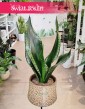 Sansevieria Grey Stripe spaniała niewymagająca roślina do biura do firmy do mieszkania, Sansewieria Grey Stripe,