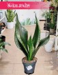 Sansevieria Grey Stripe do kupienia w sklepie w Krakowie, Sansewieria Grey Stripe, Sanaseweria Grey Stripe