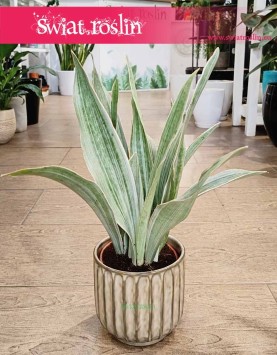 Sansevieria Trifasciata Sayuri łatwa w uprawie rołsina do biura do mieszkania do firmy, Sansewieria Sayuri