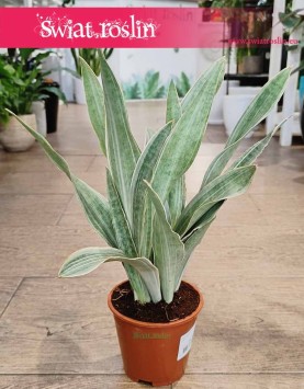 Sansevieria Trifasciata Sayuri roślina oczyszczająca powietrze łatwa w uprawie z wysyłką ze sklepu, Sansewieria Sayuri