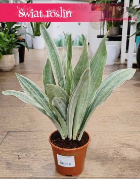 Sansevieria Trifasciata Sayuri kup w sklepie internetowym online z wysyłką do domu, Sansewieria Sayuri