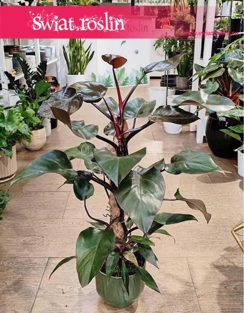 Philodendron New Red, Filodendron New Red