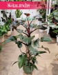Philodendron New Red, Filodendron New Red