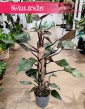 Philodendron New Red kupuj w sklepie internetowym online z wysyłką, Filodendron New Red