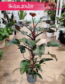 Philodendron New Red, Filodendron New Red sklep internetowy online wysyłka roślin do domu do biura