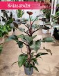 Philodendron New Red, Filodendron New Red sklep internetowy online wysyłka roślin do domu do biura