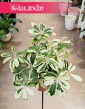Schefflera Arboricola Charlotte kupuj w sklepie w Krakowie z dostawą do domu, Szeflera Charlotte