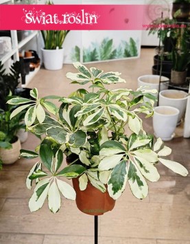Schefflera Arboricola Charlotte kup w sklepie internetowym online z wysyłką do domu, Szeflera Charlotte