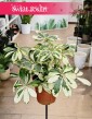 Schefflera Arboricola Charlotte kup w sklepie internetowym online z wysyłką do domu, Szeflera Charlotte