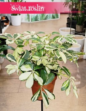Schefflera Arboricola Charlotte łatwa w uprawie roślina do domu do mieszkania do firmy, Szeflera Charlotte