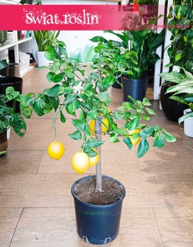 Drzewko cytrynowe sklep wysyłka, Citrus Lemon, Cytryna zwyczajna, Cytrus Lemon