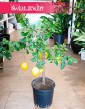Drzewko cytrynowe sklep wysyłka, Citrus Lemon, Cytryna zwyczajna, Cytrus Lemon