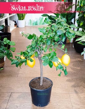 Drzewko cytrynowe internetowy sklep, Citrus Lemon, Cytryna zwyczajna, Cytrus Lemon